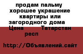 продам пальму, хорошее украшение квартиры или загородного дома  › Цена ­ 13 - Татарстан респ.  »    